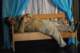 arsenico130_small.jpg